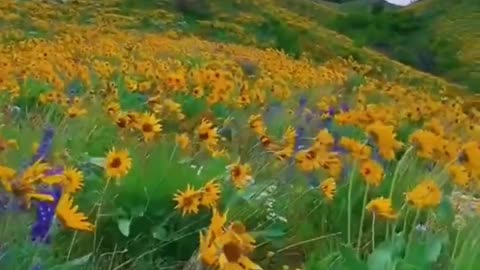 Sunflowers and hyacinths make people always positi