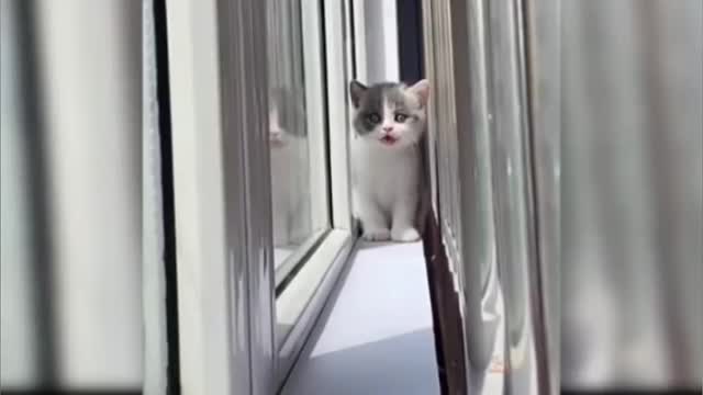 cute cat, cute cat videos, cute cats and kittens, cute cat videos funny, cute cat and dog videos