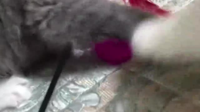 who can win the toy