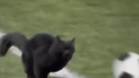 Cat of the match funny cat video