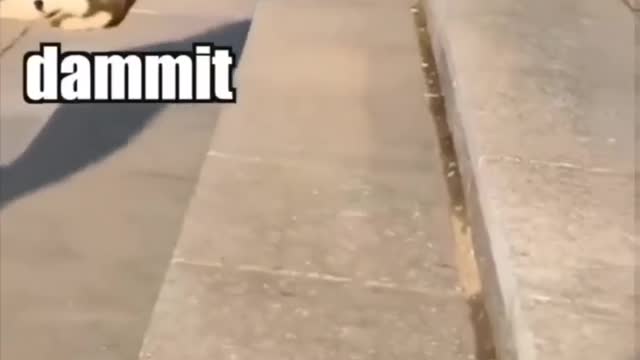 Cute Dog Falling | Adorable|
