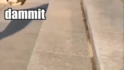 Cute Dog Falling | Adorable|