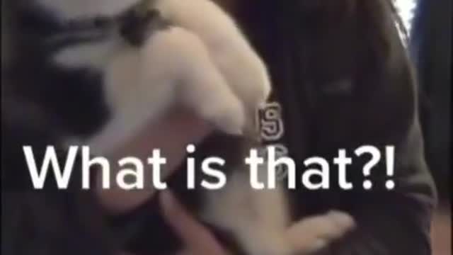 MaMa.....??? Funny Dog 2022