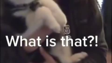 MaMa.....??? Funny Dog 2022