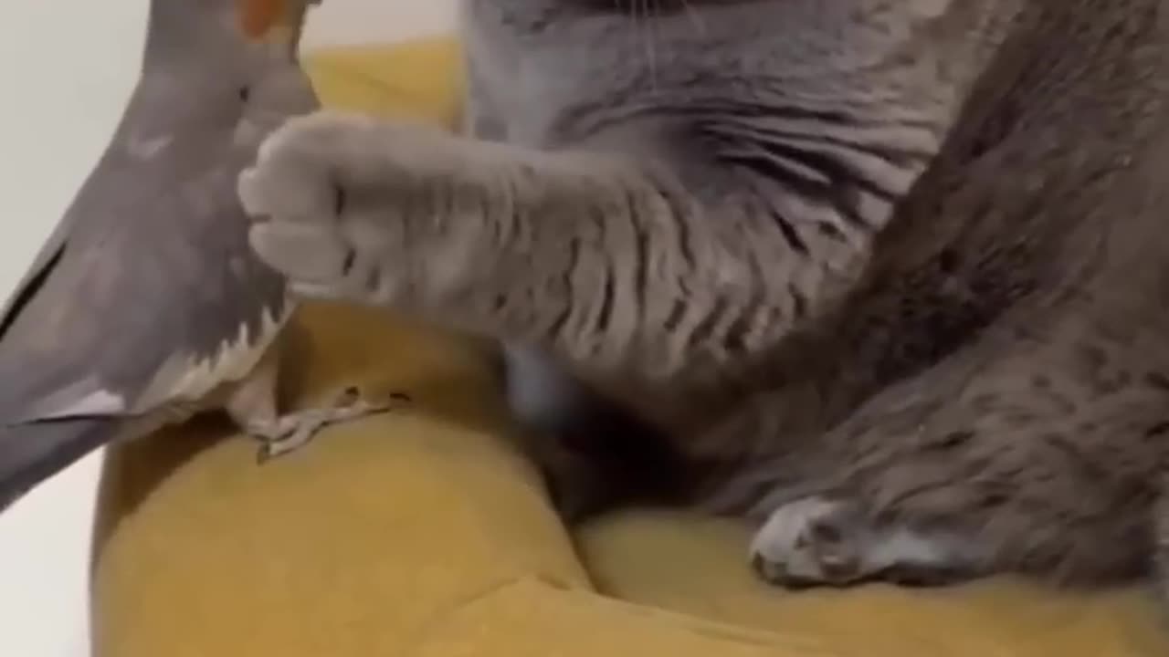 Cat and parrot sharing their stories 🤣😂-"Funny Hilarious Videos #44"!