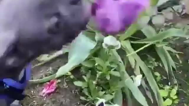 Little Pet Dog Playing With Flower Using Head - Funny Video Must Watch