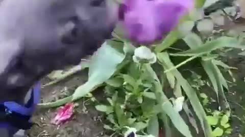 Little Pet Dog Playing With Flower Using Head - Funny Video Must Watch