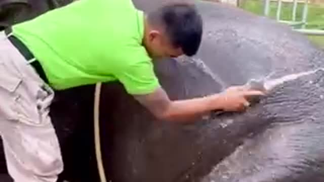 washing the cutest elephant 🐘