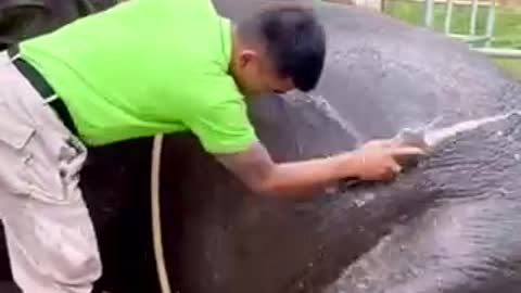 washing the cutest elephant 🐘