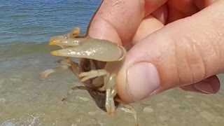 Lake Huron Crawfish