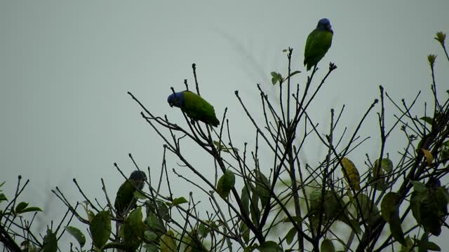 Blue Headed Birds Perched On A Plant Stems