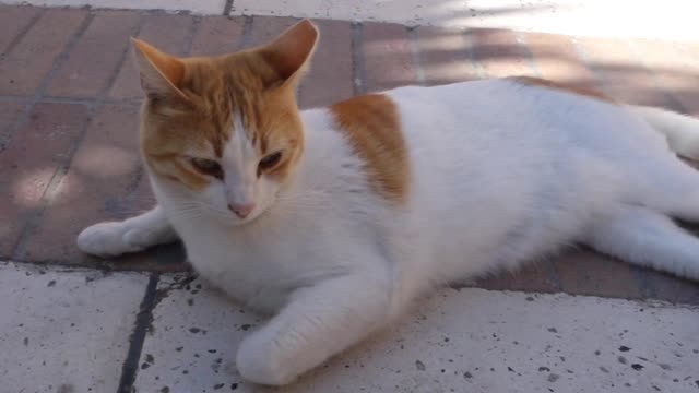 cute cat