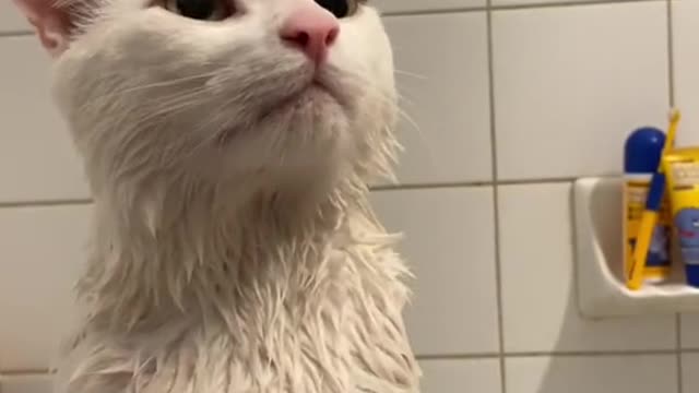 Pet and his skincare