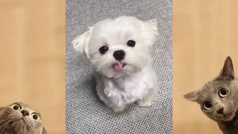 Funny Dogs Videos Compilation 2021 ONLINE