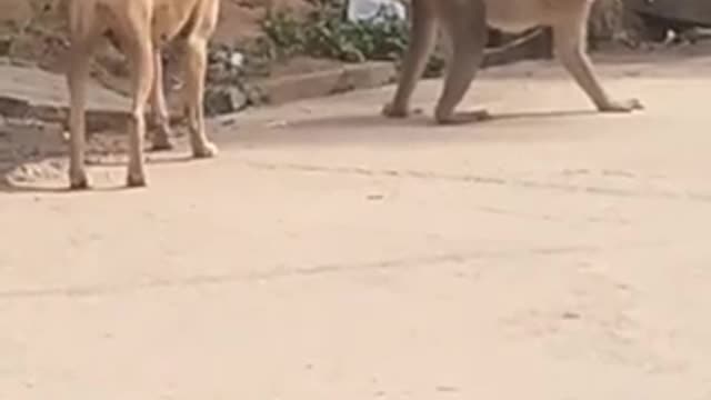 Funny Animal videos 2022 🤣