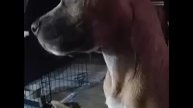 New puppy