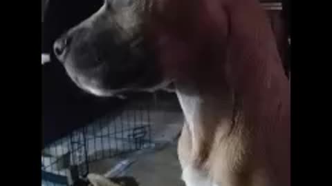 New puppy