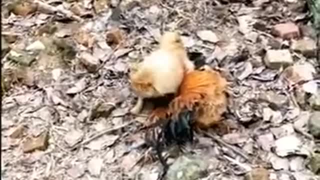 dog fighting vs roosters