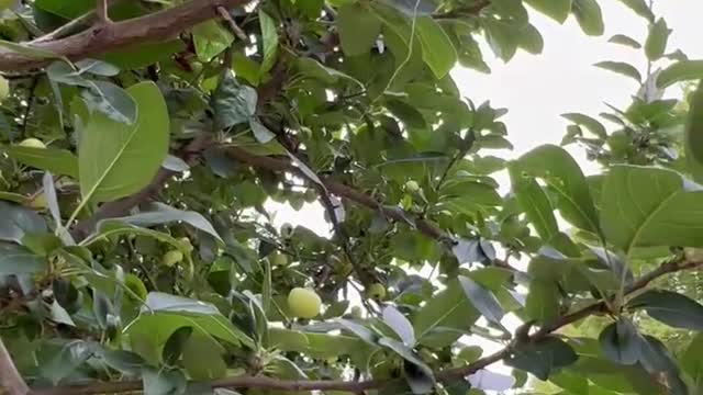 Lots of green fruit