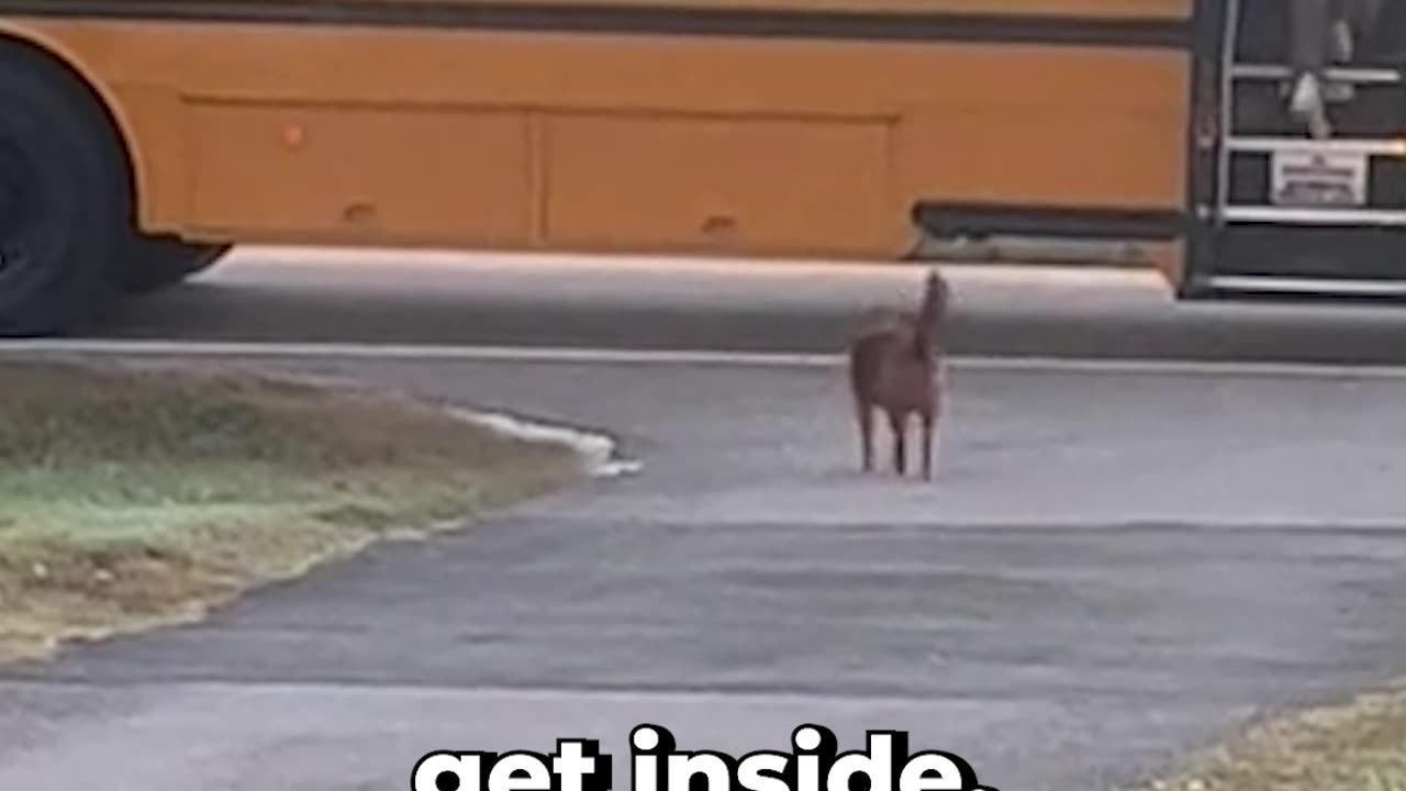 Dog walks his brothers to the school bus 🥺