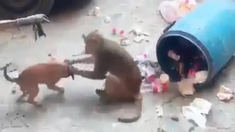 Dogs with monkey playing