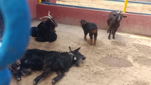 This old goat is teaching children how to act coquettishly