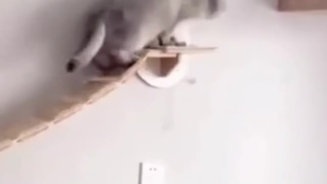 Try not to laugh - funny animals