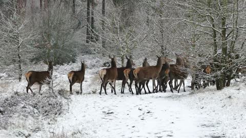 Cute deer in jungle