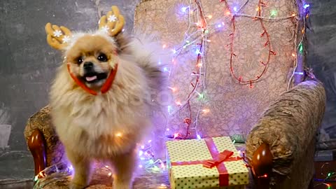 Cute dog