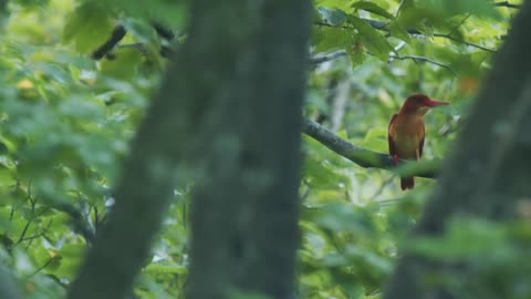 Beautiful kingfisher bird