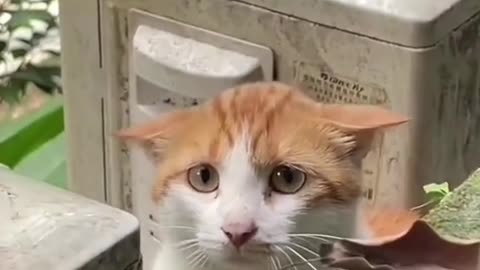 homeless cat need our help feeling helpless