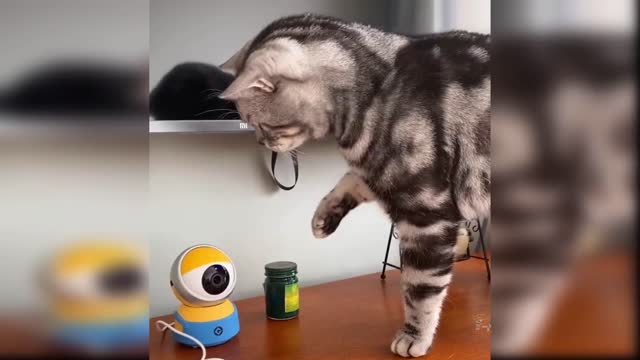 Cat Reaction to toy -Funny cat toy Reaction Compilation