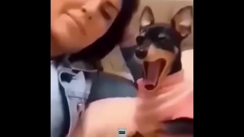 Cat and dog funny video part 🤣 8