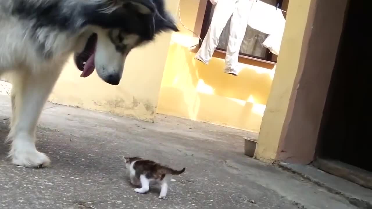 Dog see small cat play mother vihever