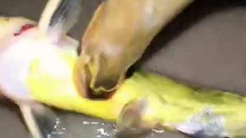 fish eating fish