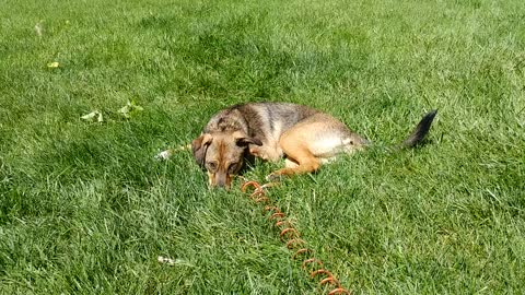 Marvel puppy in her new backyard