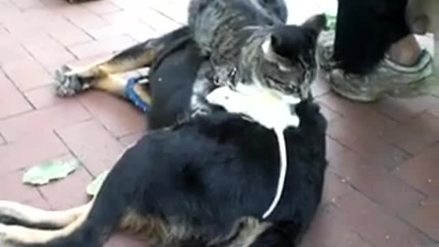 Dog playful moment with a cat and a rat