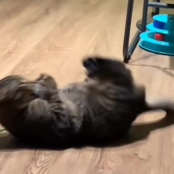 The cat wants to exercise to have a strong body