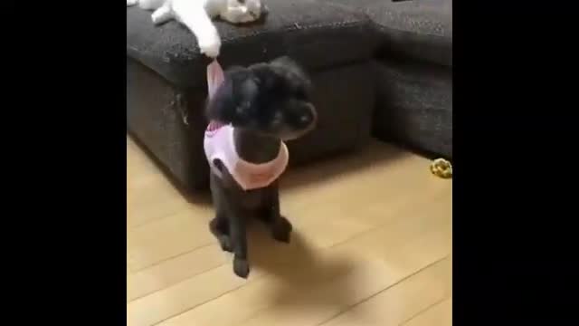 Cat bullies a small puppy for 20 seconds straight!