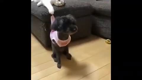 Cat bullies a small puppy for 20 seconds straight!