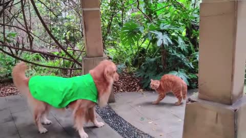 Dogs and cats meet, especially jealous