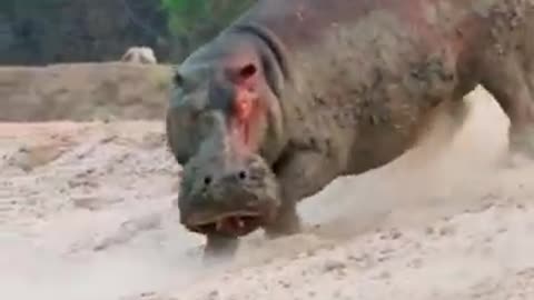 Hippo vs lions