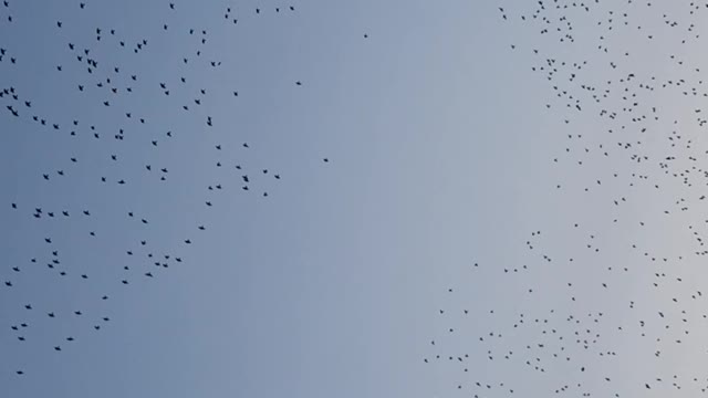 Starling murmuration