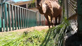 Camel Passionate For Green Morning Grass