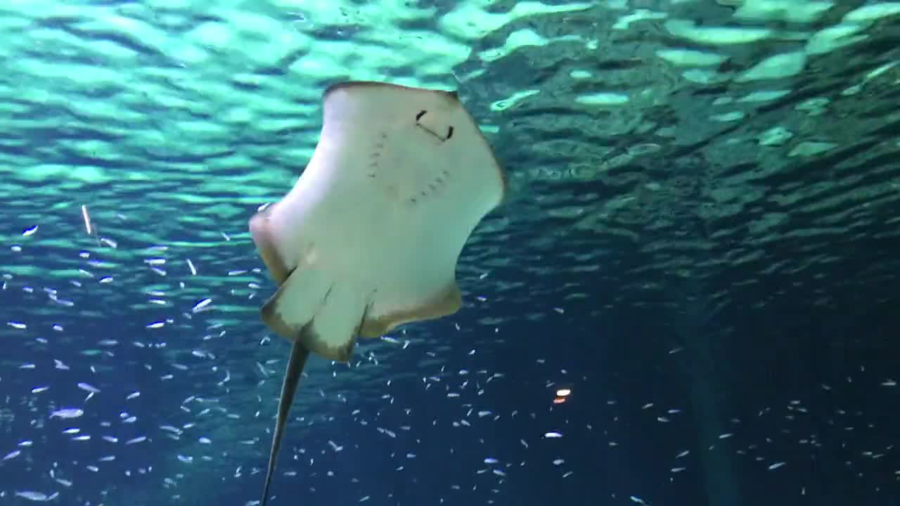 Stingray