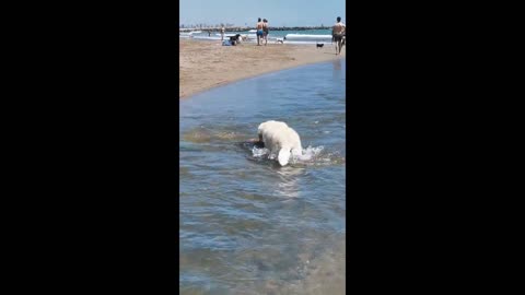 Big dog rescues friend struggling to swim upstream - Our Pets 🐶