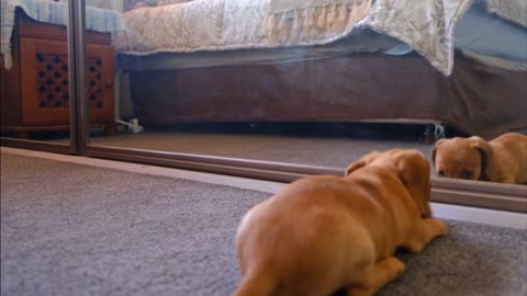 Beautiful dog playing with himself in front of mirrors