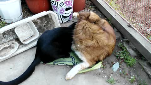 My cat drink milk from my dog