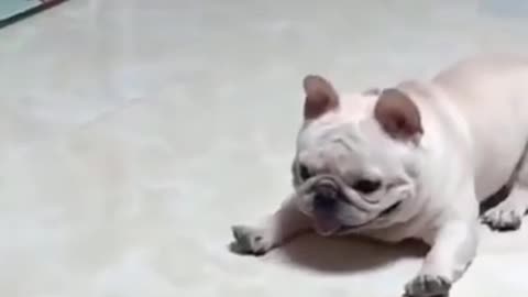 Bulldog playing with a Toy Funny Short Video