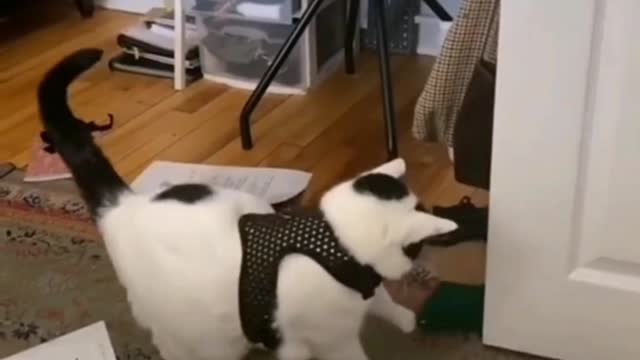 What is the world of small animals? Watch it and laugh again